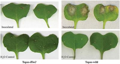 Comparative Transcriptomic Analysis of Virulence Factors in Leptosphaeria maculans during Compatible and Incompatible Interactions with Canola